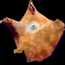 WYSIWYG 31D Ultra Discosoma Mushroom Large