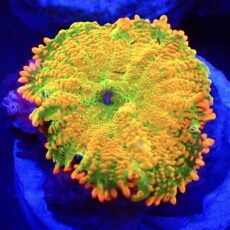 WYSIWYG N50 Tequila Sunrise Rhodactis Mushroom