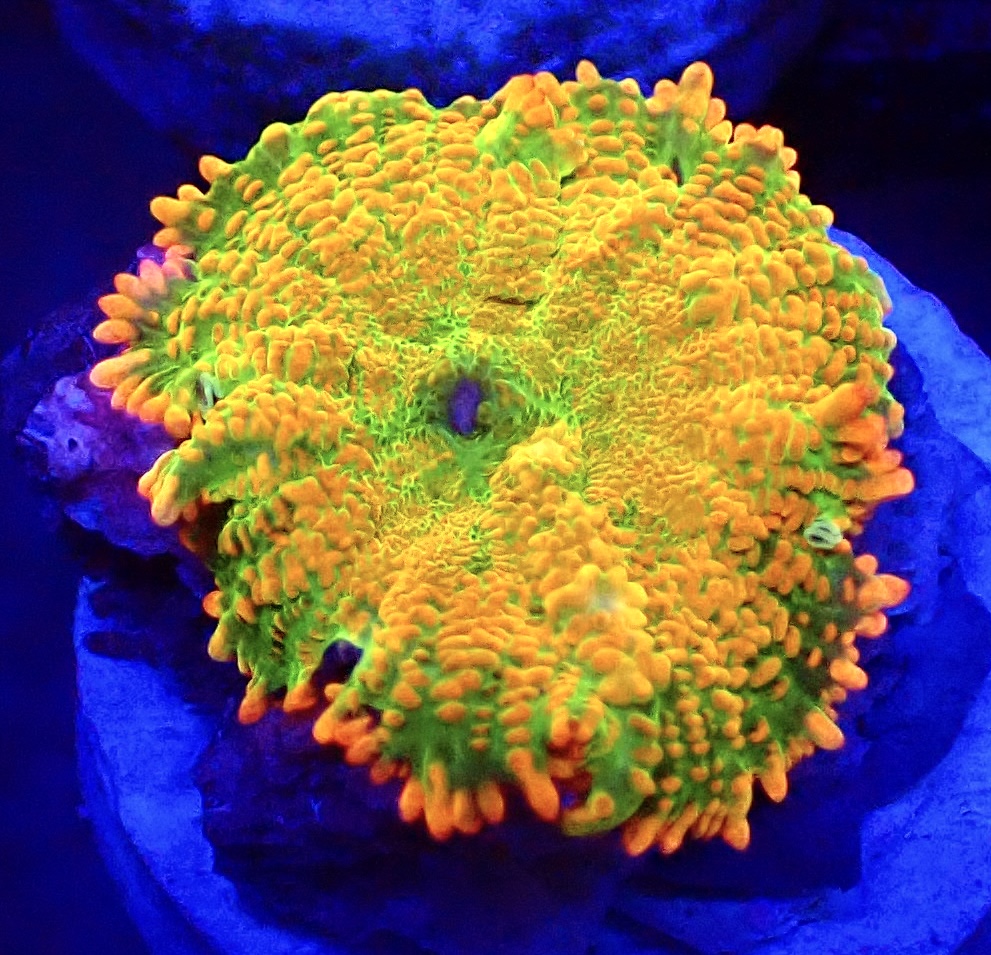 WYSIWYG N50 Tequila Sunrise Rhodactis Mushroom