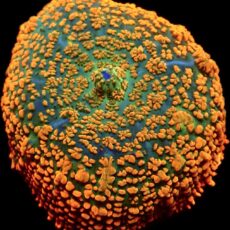 WYSIWYG 7C Ultra Rhodactis Mushroom Large