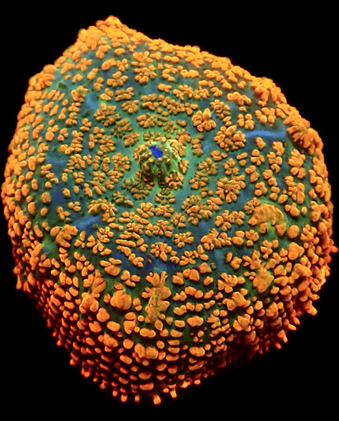 WYSIWYG 7C Ultra Rhodactis Mushroom Large