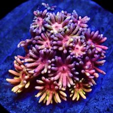 WYSIWYG 19A Rainbow Goniopora Frag