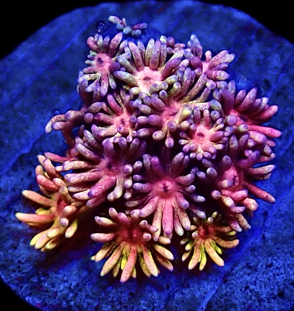 WYSIWYG 19A Rainbow Goniopora Frag