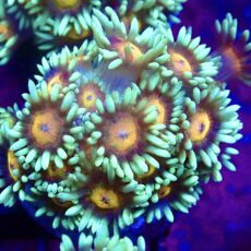 WYSIWYG 35B Goniopora Frag