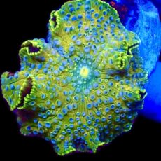 WYSIWYG 31E Blue Spotted Discosoma Mushroom