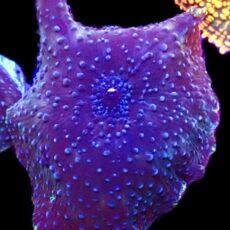 WYSIWYG 30F Purple Skittles Discosoma Mushroom