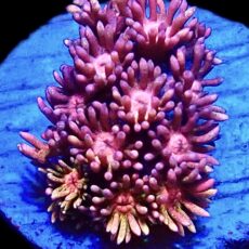 WYSIWYG 11A Rainbow Goniopora Frag