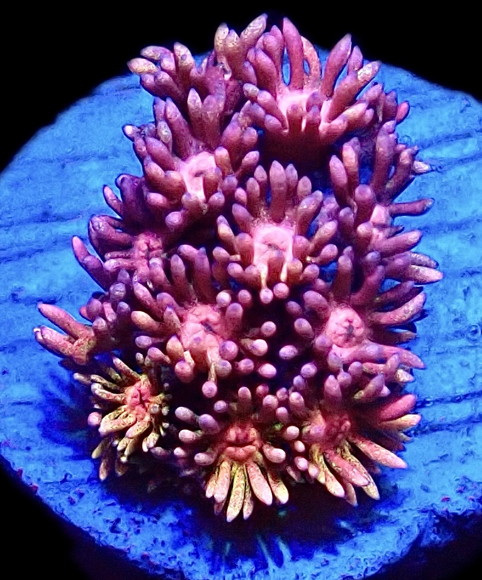 WYSIWYG 11A Rainbow Goniopora Frag