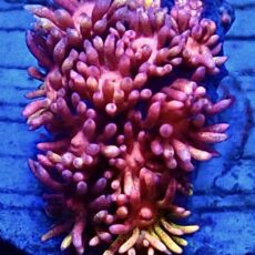 WYSIWYG 21A Rainbow Goniopora Frag