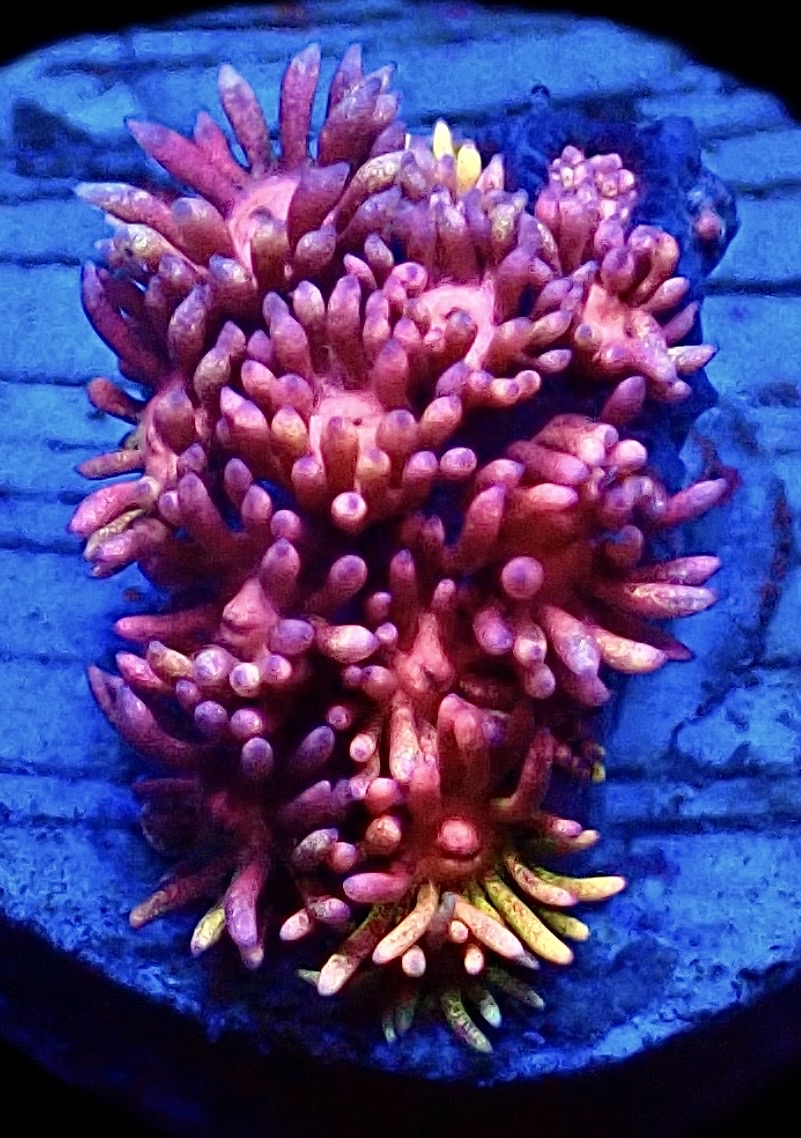 WYSIWYG 21A Rainbow Goniopora Frag