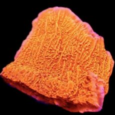 WYSIWYG 10F Bright Orange Plating Montipora Frag Large