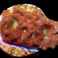 WYSIWYG 19K Jack 'O' Lantern Leptoseris Frag