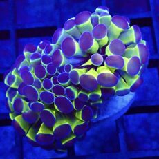 WYSIWYG Rainbow Hologram Branching Hammer Double Head 6