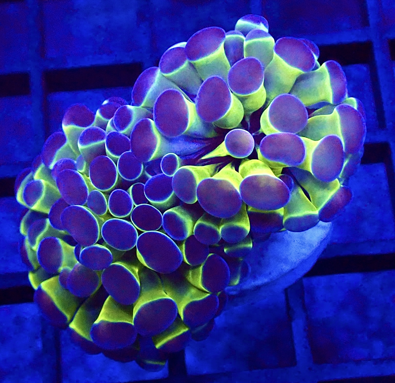 WYSIWYG Rainbow Hologram Branching Hammer Double Head 6