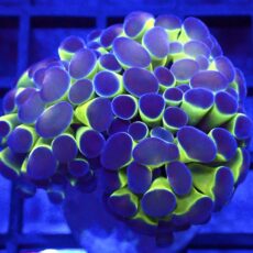 WYSIWYG Rainbow Hologram Branching Hammer Double Head 44
