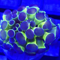 WYSIWYG Rainbow Hologram Branching Hammer 17