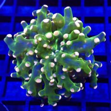 WYSIWYG Ultra Orange Tip Emerald Frogspawn 1