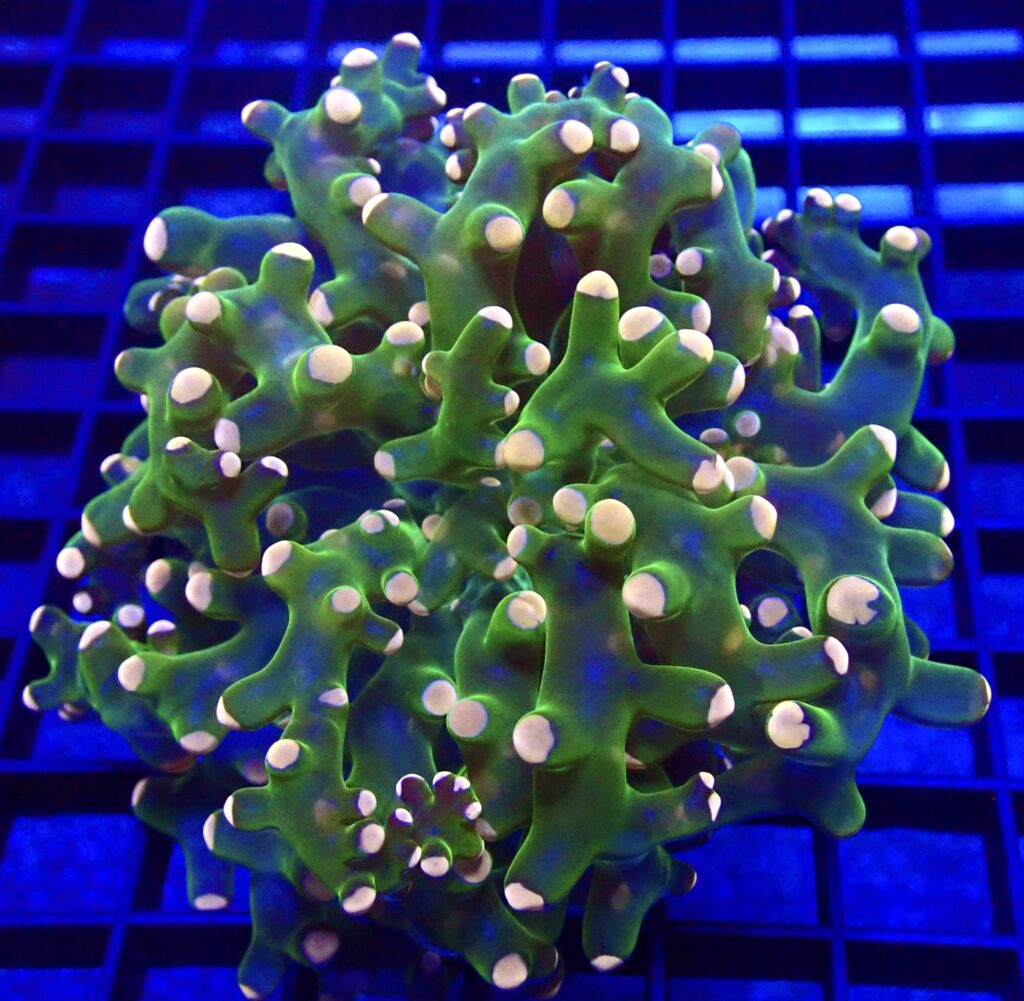 WYSIWYG Ultra Orange Tip Emerald Frogspawn 50