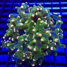 WYSIWYG Ultra Orange Tip Emerald Frogspawn 50