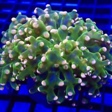 WYSIWYG Ultra Orange Tip Emerald Frogspawn Double Head 14