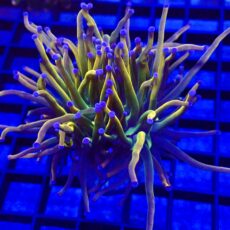 WYSIWYG Rainbow Grail Torch Euphyllia Double Head 11