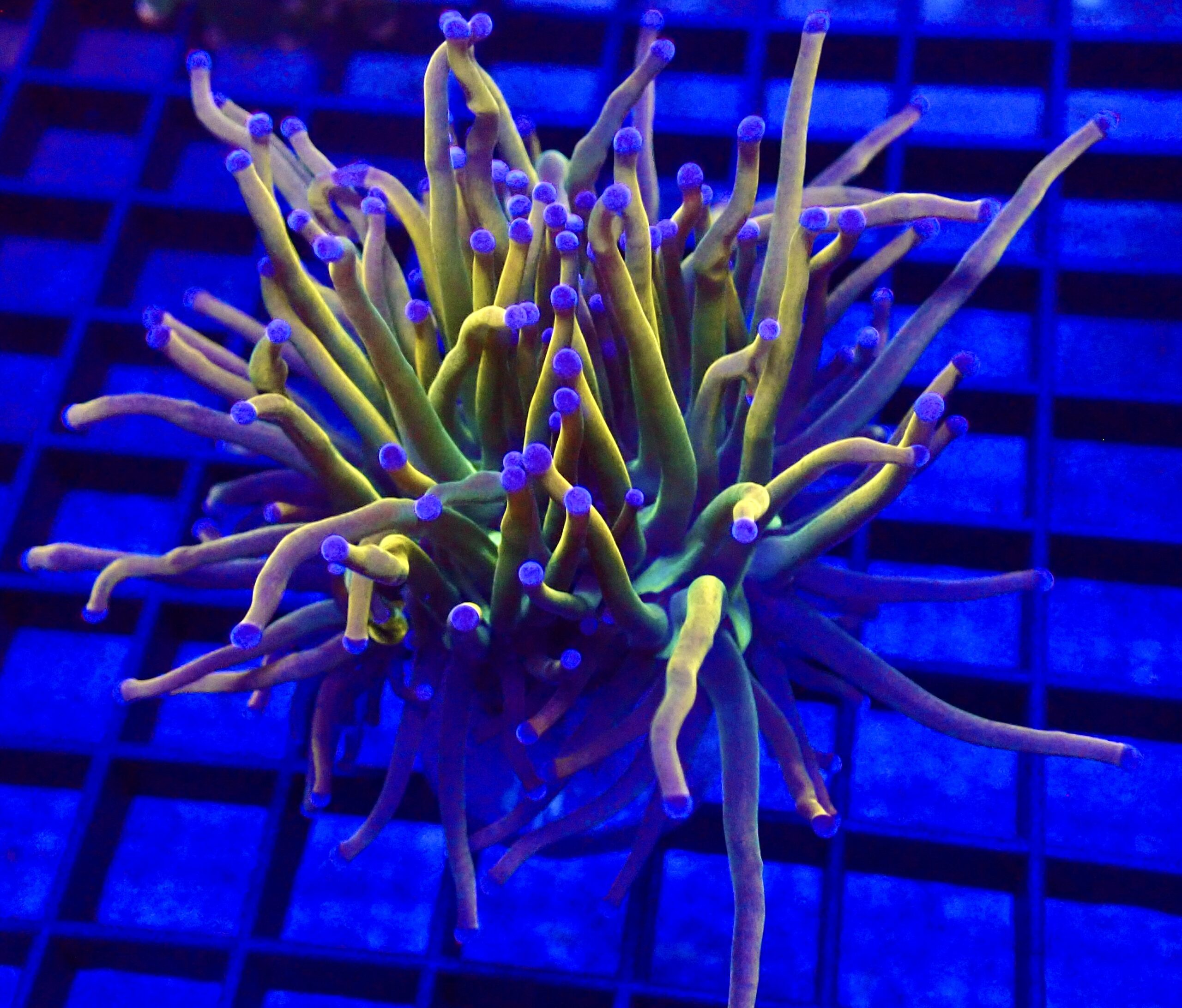 WYSIWYG Rainbow Grail Torch Euphyllia Double Head 11