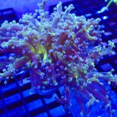 WYSIWYG Blue Tipped Neon Branching Frogspawn Double Head 7