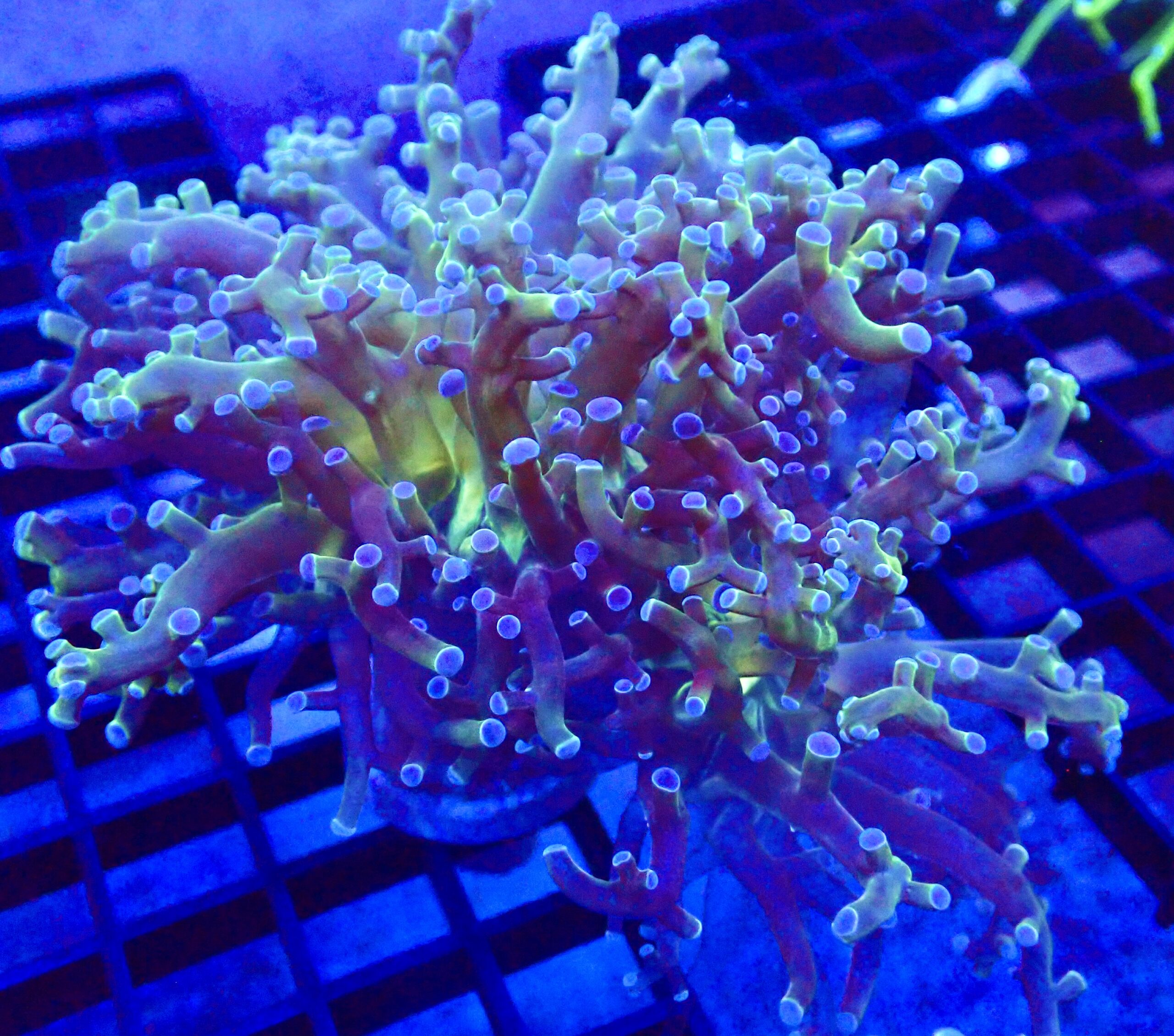 WYSIWYG Blue Tipped Neon Branching Frogspawn Double Head 7