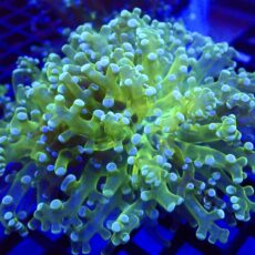 WYSIWYG Atomic Glow Frogspawn Double Head 2