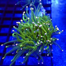WYSIWYG  Pink And Blue Tip Fluorescent Torch Euphyllia 40