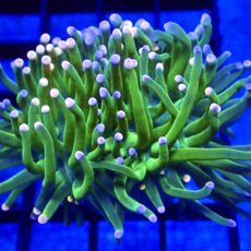 WYSIWYG  Pink And Blue Tip Fluorescent Torch Euphyllia 57