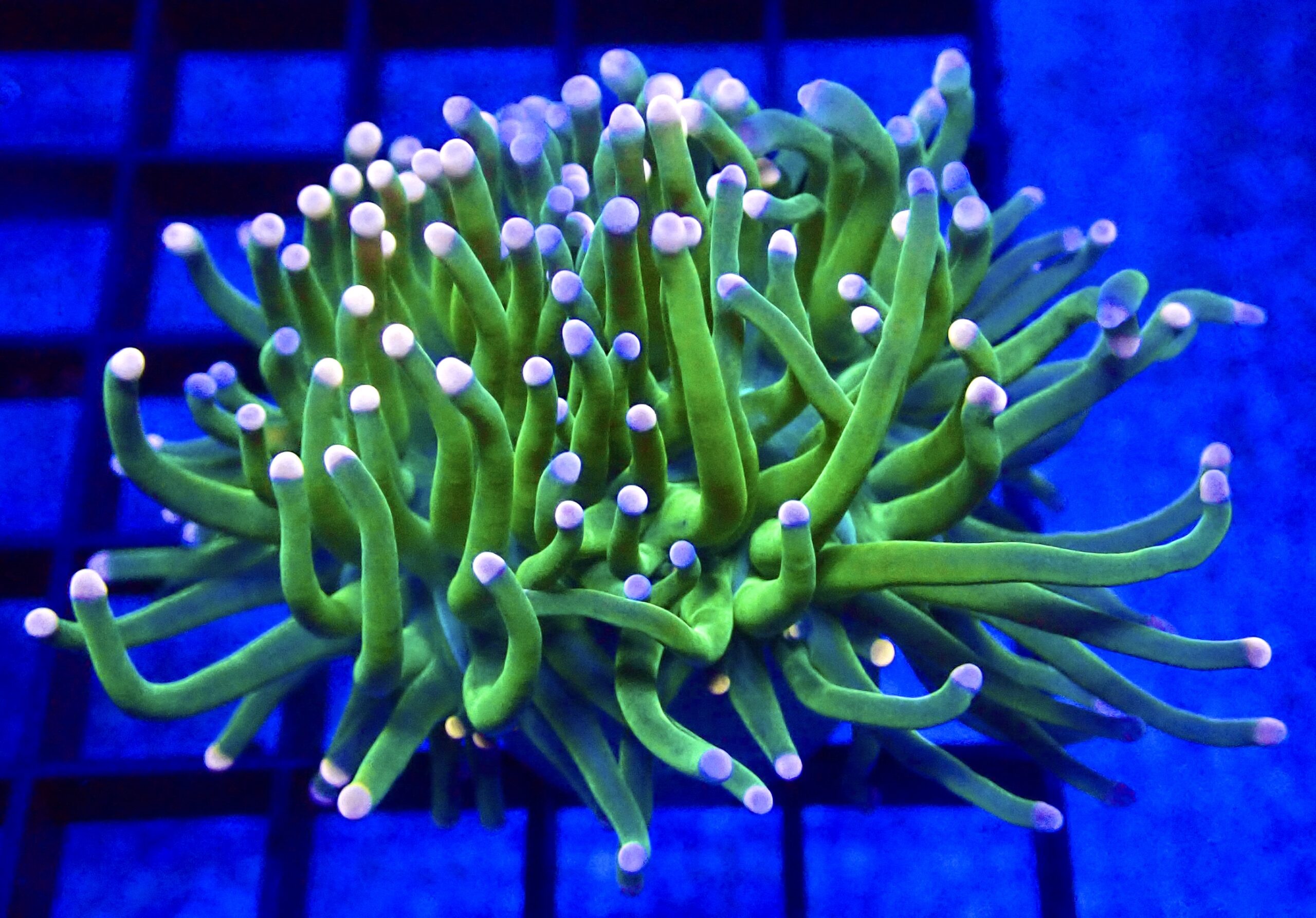 WYSIWYG Pink And Blue Tip Fluorescent Torch Euphyllia 57