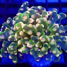 WYSIWYG Ultra Orange Tip Emerald Frogspawn 32