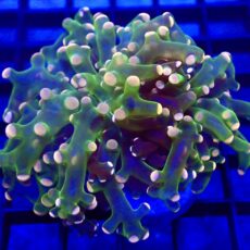WYSIWYG Ultra Orange Tip Emerald Frogspawn 53