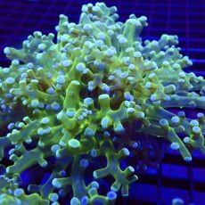 WYSIWYG Atomic Glow Frogspawn Double Head 25