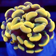 WYSIWYG Gold / Lime Hologram Branching Hammer 62