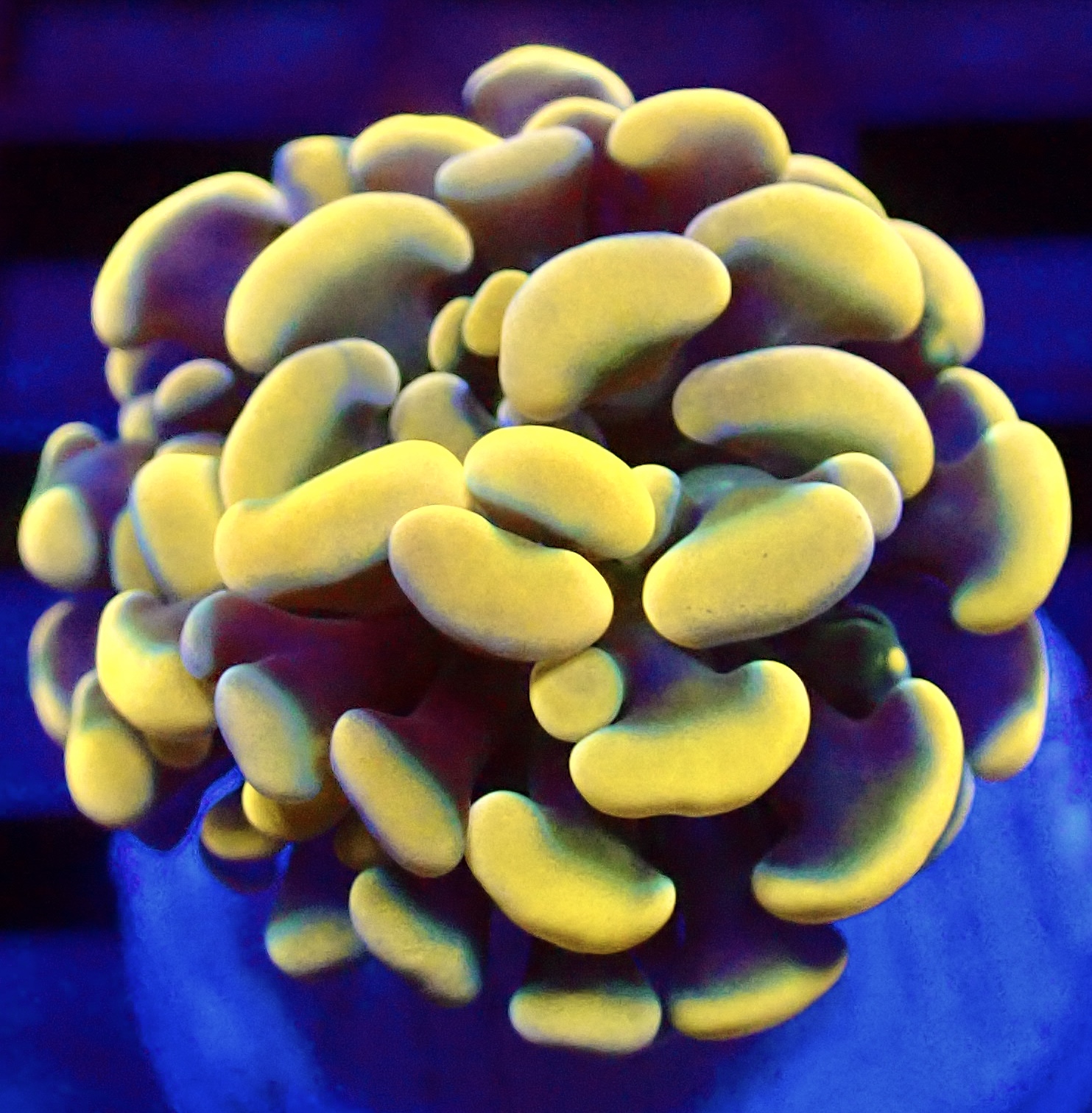 WYSIWYG Gold / Lime Hologram Branching Hammer 62