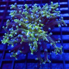 WYSIWYG Blue Tipped Neon Branching Frogspawn 75