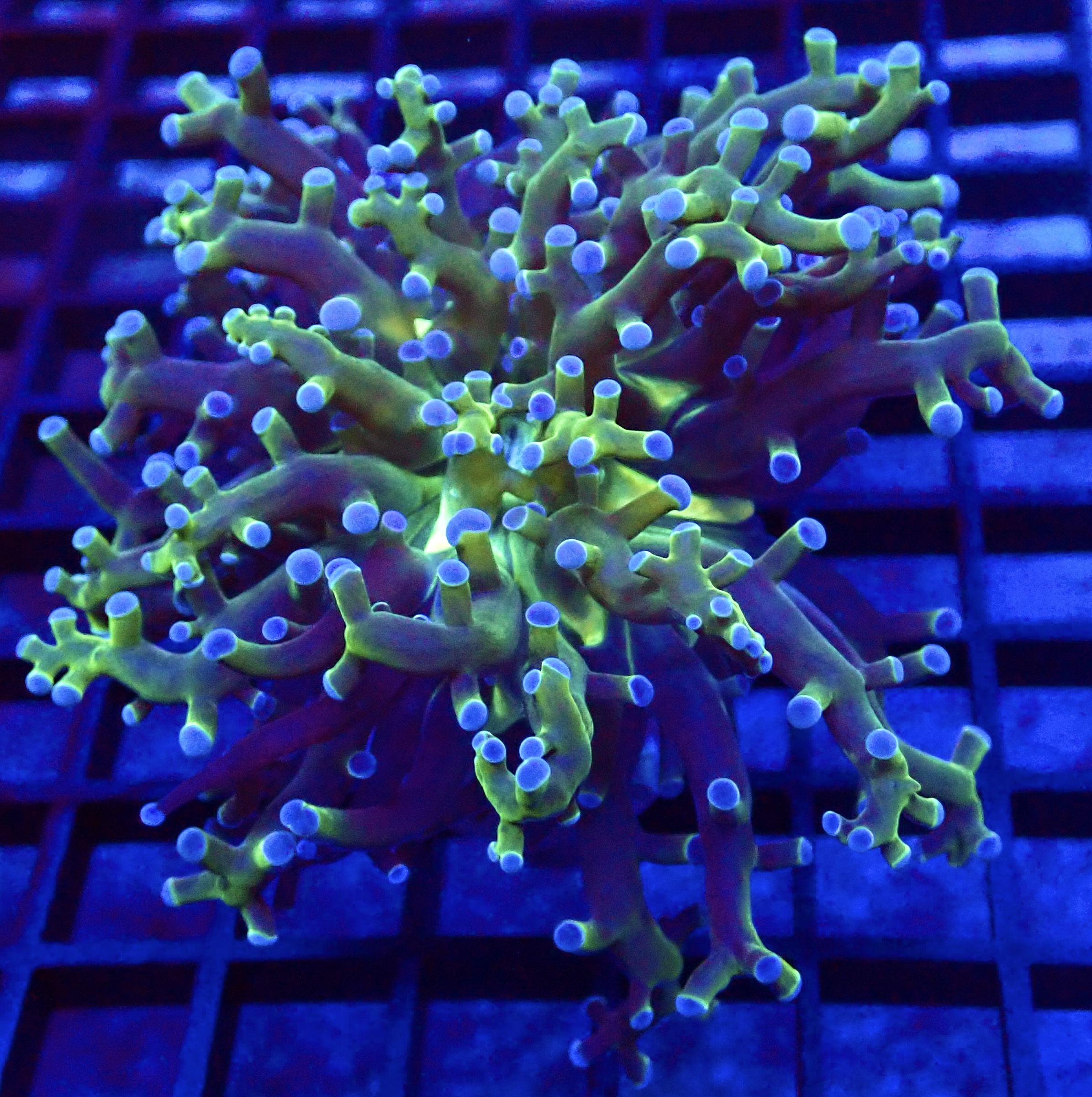 WYSIWYG Blue Tipped Neon Branching Frogspawn 75