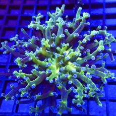 WYSIWYG Blue Tipped Neon Branching Frogspawn 82