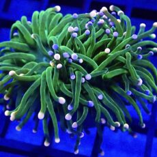 WYSIWYG  Pink And Blue Tip Fluorescent Torch Euphyllia 80