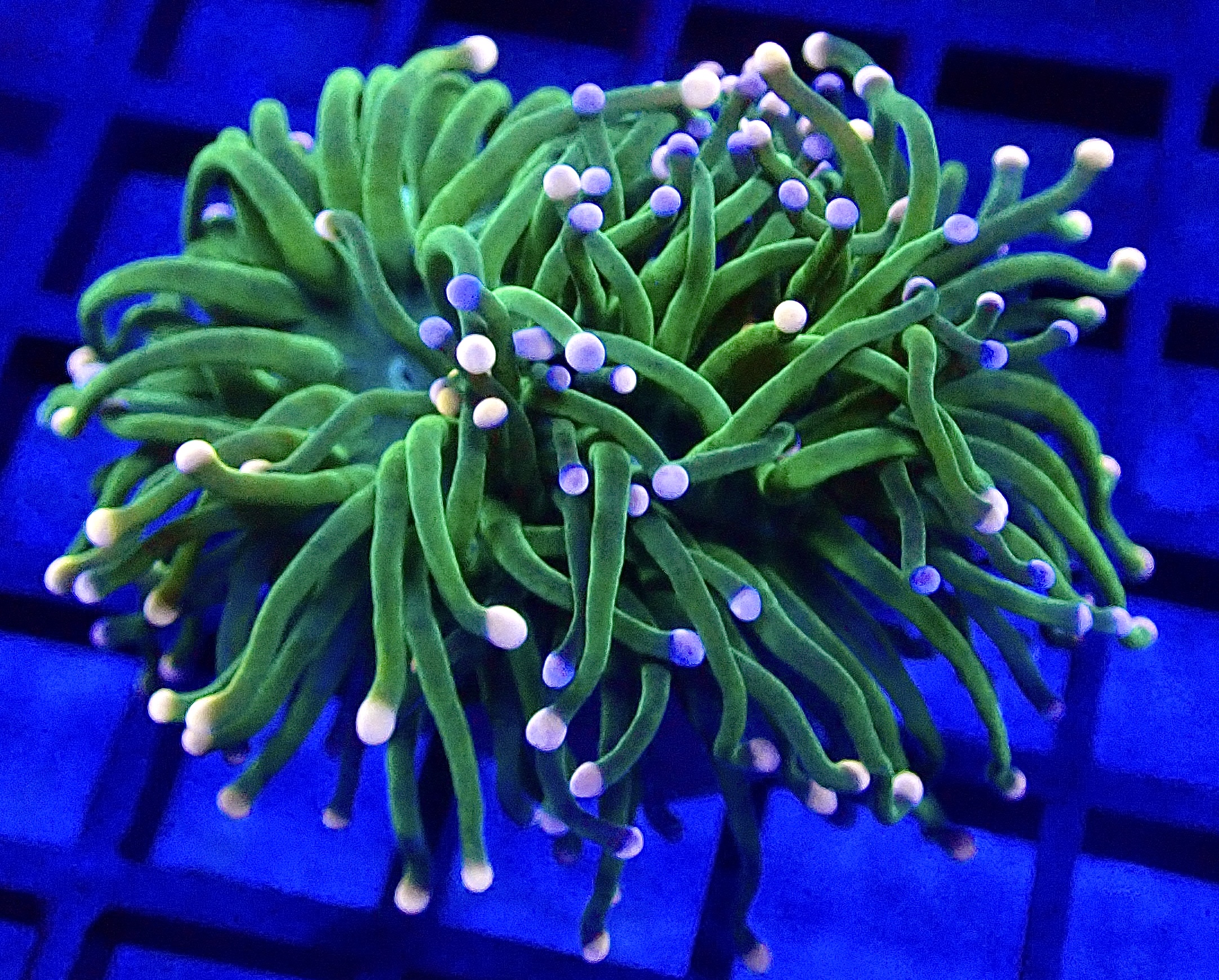 WYSIWYG Pink And Blue Tip Fluorescent Torch Euphyllia 80