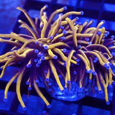 WYSIWYG 24K Torch Euphyllia Double Head 66