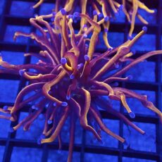 WYSIWYG 24K Torch Euphyllia 67