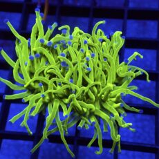 WYSIWYG Ultra Metallic Blue Tip Torch Euphyllia 97