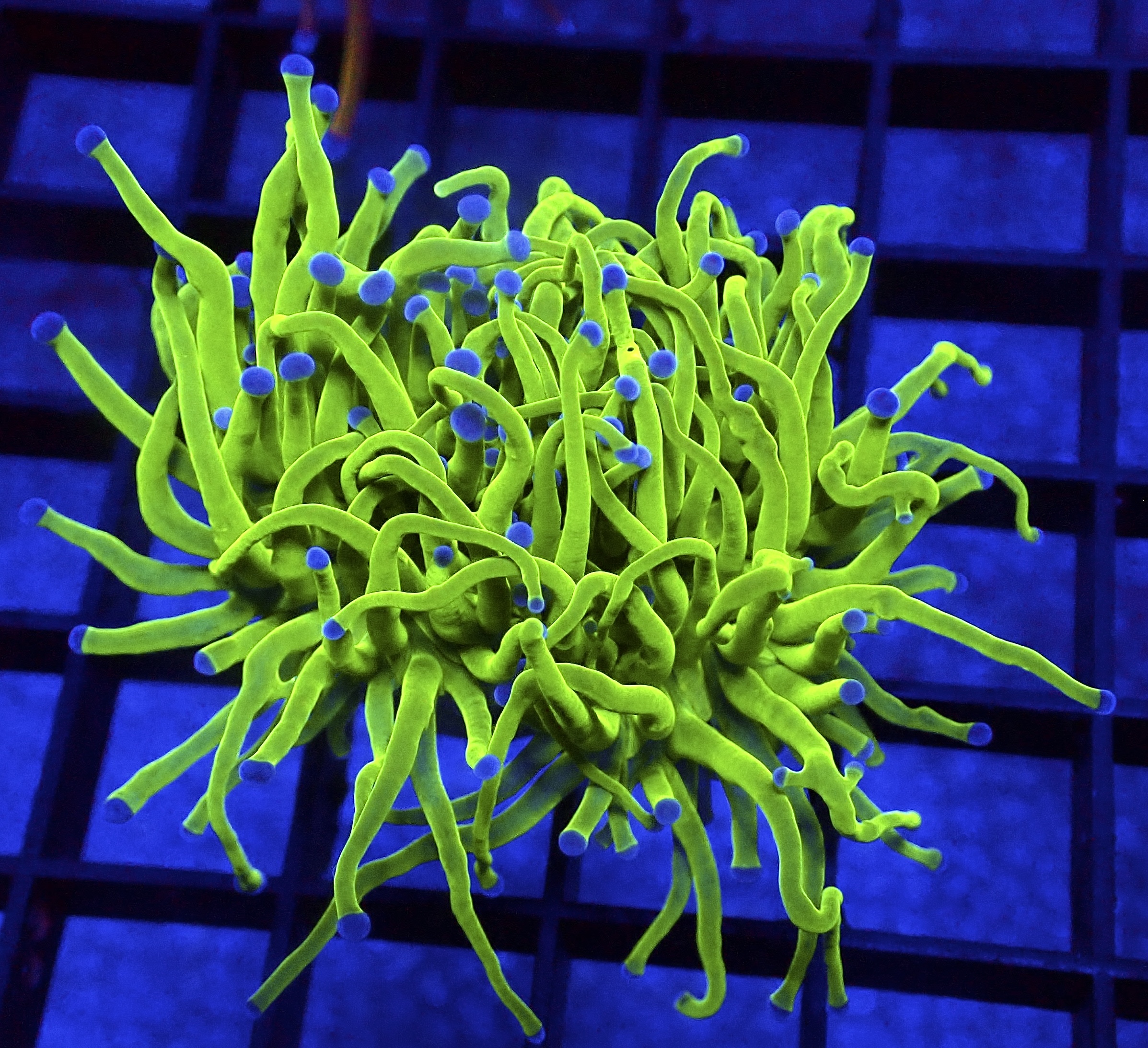 WYSIWYG Ultra Metallic Blue Tip Torch Euphyllia 97