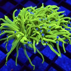 WYSIWYG Ultra Metallic Blue Tip Torch Euphyllia 86