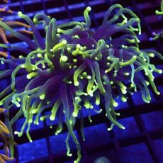 WYSIWYG Holy Guacamole Torch Euphyllia Double Head 87