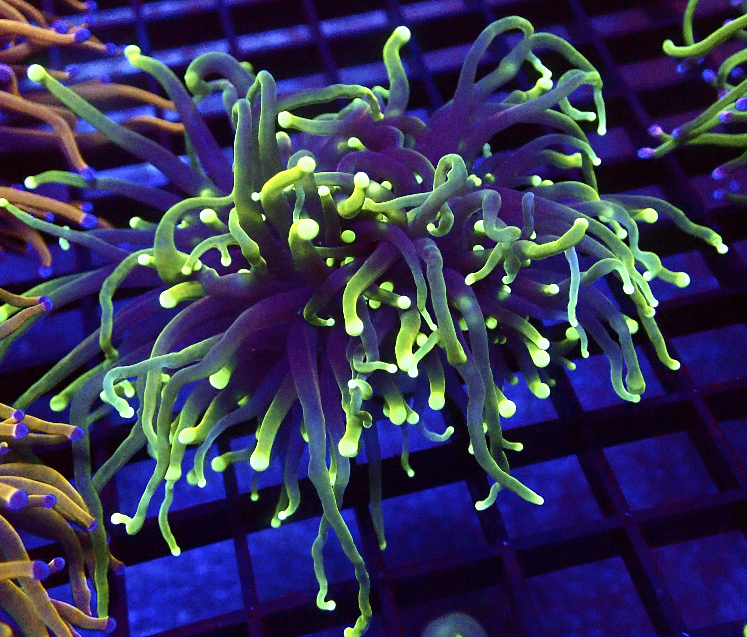 WYSIWYG Holy Guacamole Torch Euphyllia Double Head 87