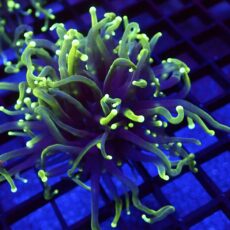 WYSIWYG Holy Guacamole Torch Euphyllia  69